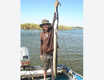 187_African Mottled Eel_Anguilla bengalensis.jpg